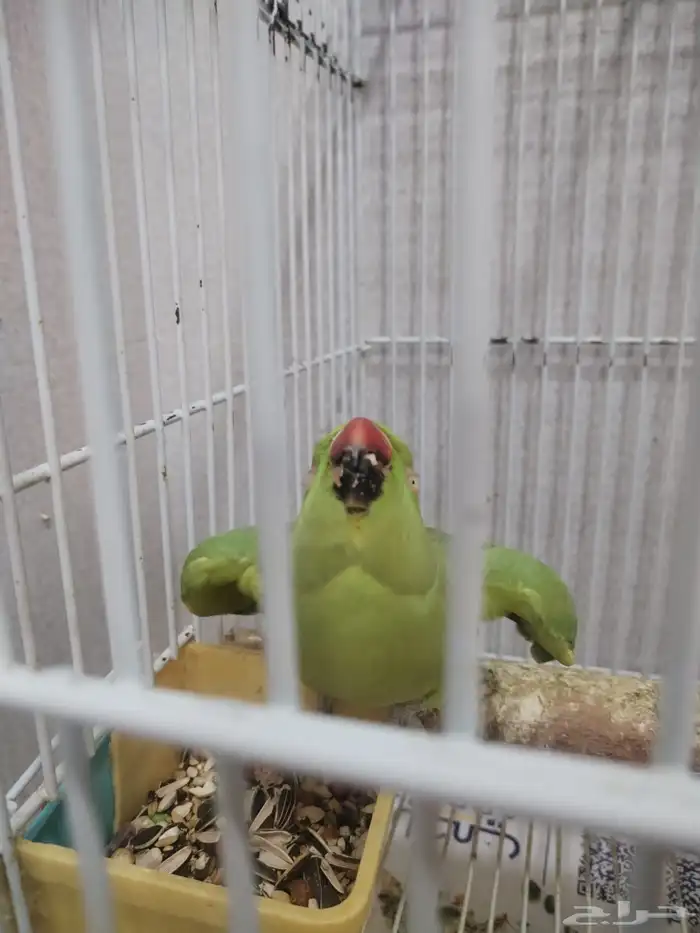 بغبغاء دره أليف يقبل المسح ويجي على اليد 3