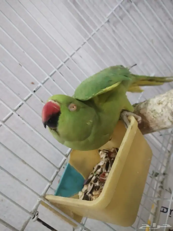 بغبغاء دره أليف يقبل المسح ويجي على اليد 1