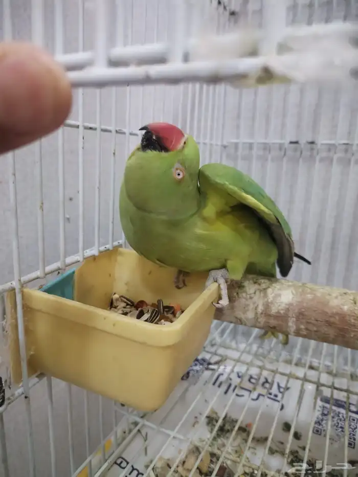 بغبغاء دره أليف يقبل المسح ويجي على اليد 2