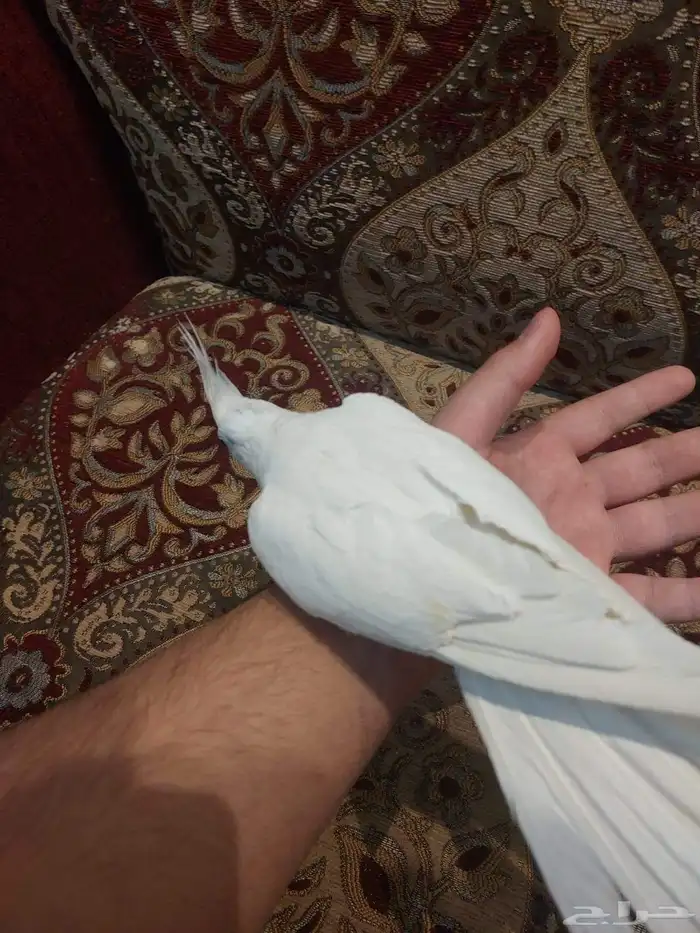 زوج كروان البينو مع فروخه لايفوتكم شي فاخر من الاخر ومميززز 7