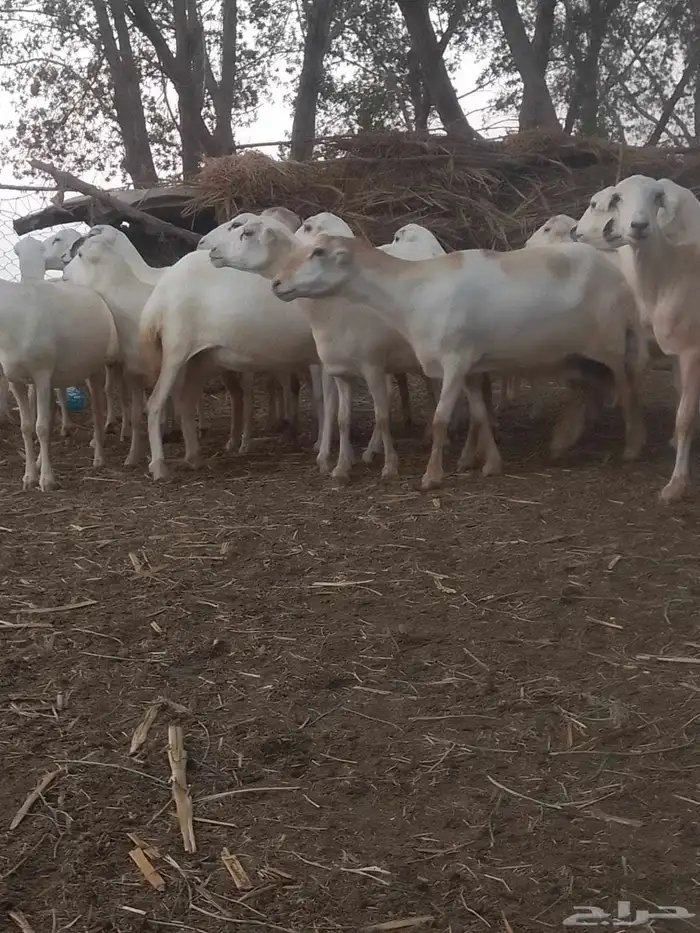 ضان رفيديات قرايب دفيع على شرط وشك الولاده وسن وديس وجرم ماش 4