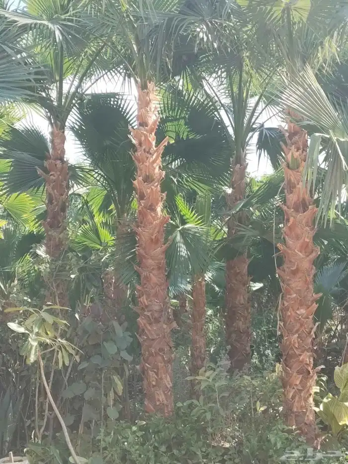 يوجد لدينا نخل عربي والواشنطني من متر الى سبعه متر متوفره 9