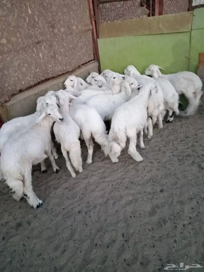 17رخل شرط وشعره ونظافه ومراح واحد 0