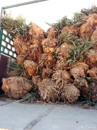 أشجار زيتون معمره ونخيل عربي وواشنطني وتركيب الشبوك لتواصل 0 index