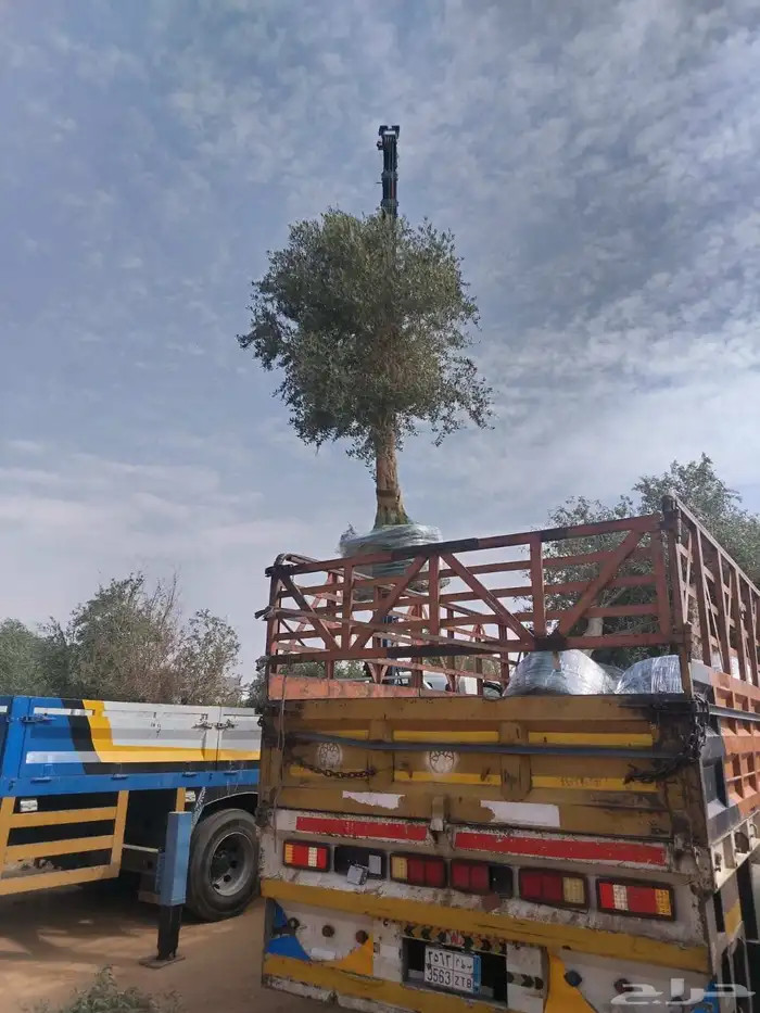 اشجار الزيتون معمره وسغيره جميع المقاسات 14