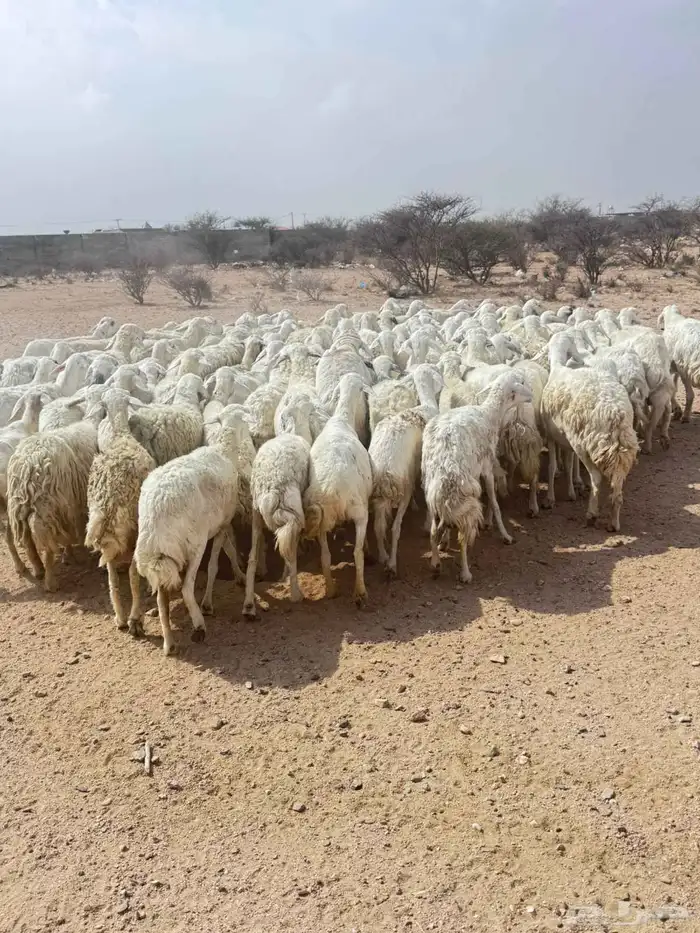 غنم حريه حرش مراح وحد قطعه وحده الغنم منوت القاني 1