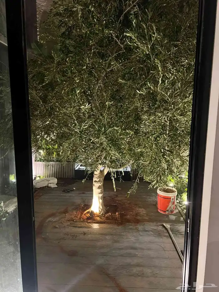 يوجد لدينا اشجار الزيتون وأشجار ضل كبير 2