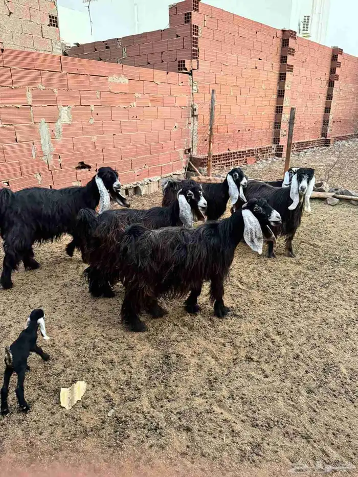 ماعز فاخرة للببع وقريبة ولادة 4