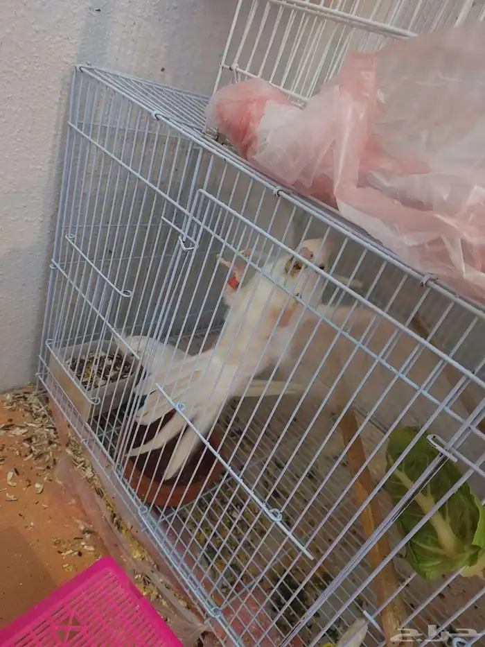 زوج كروان البينو مع فروخه لايفوتكم شي فاخر من الاخر ومميززز 2