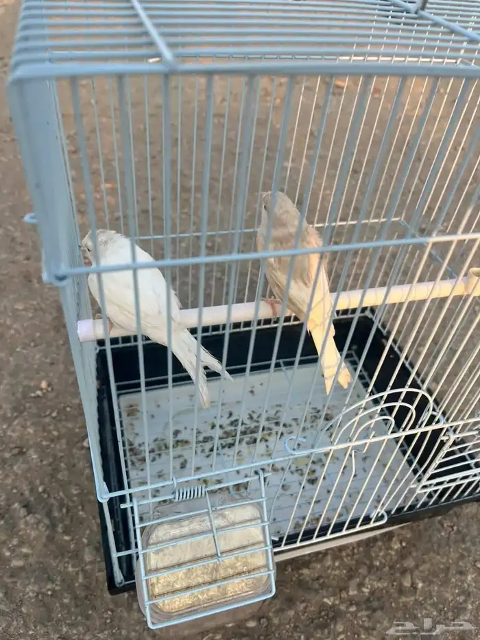 شحن الحيوانات قطط طيور بين المدن 1