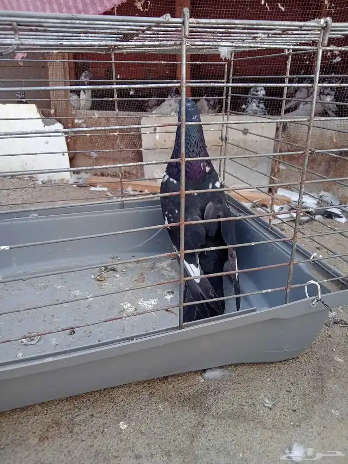 زوج باكستاني و 3 فارايد ذكرين واحد لاكا وواحد رام ذكر قطيفي 3