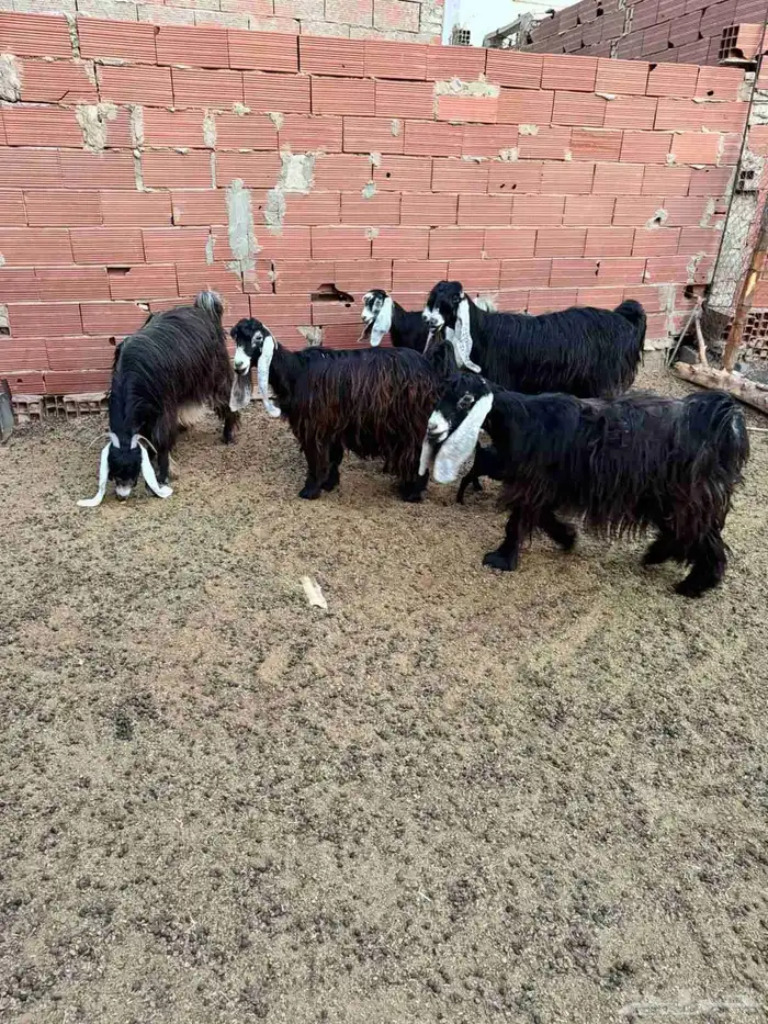 ماعز فاخرة للببع وقريبة ولادة 5