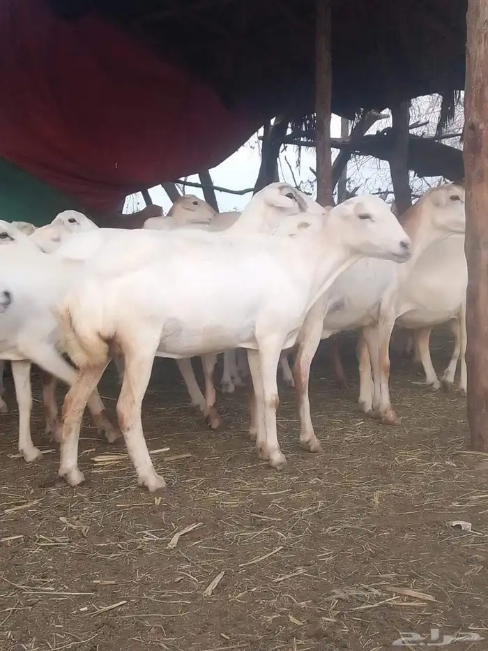 ضان رفيديات قرايب دفيع على شرط وشك الولاده وسن وديس وجرم ماش 2