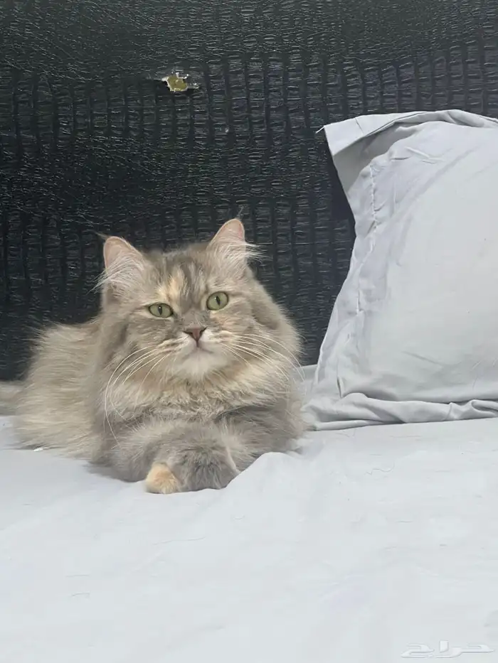 قطتين للتبني 2