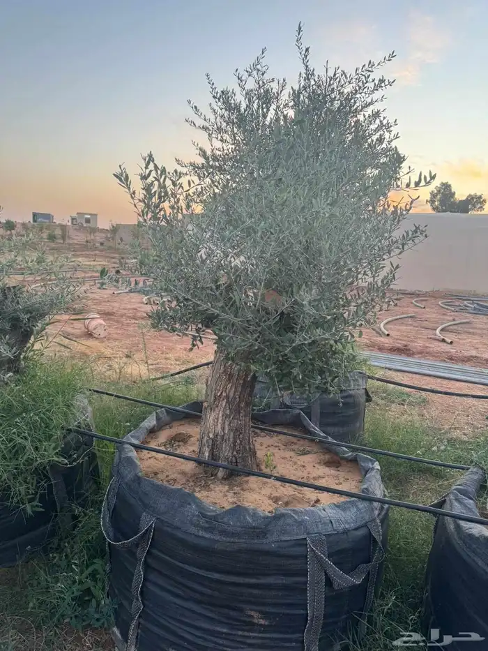 اشجار زيتون معمره جميع المقاسات 3