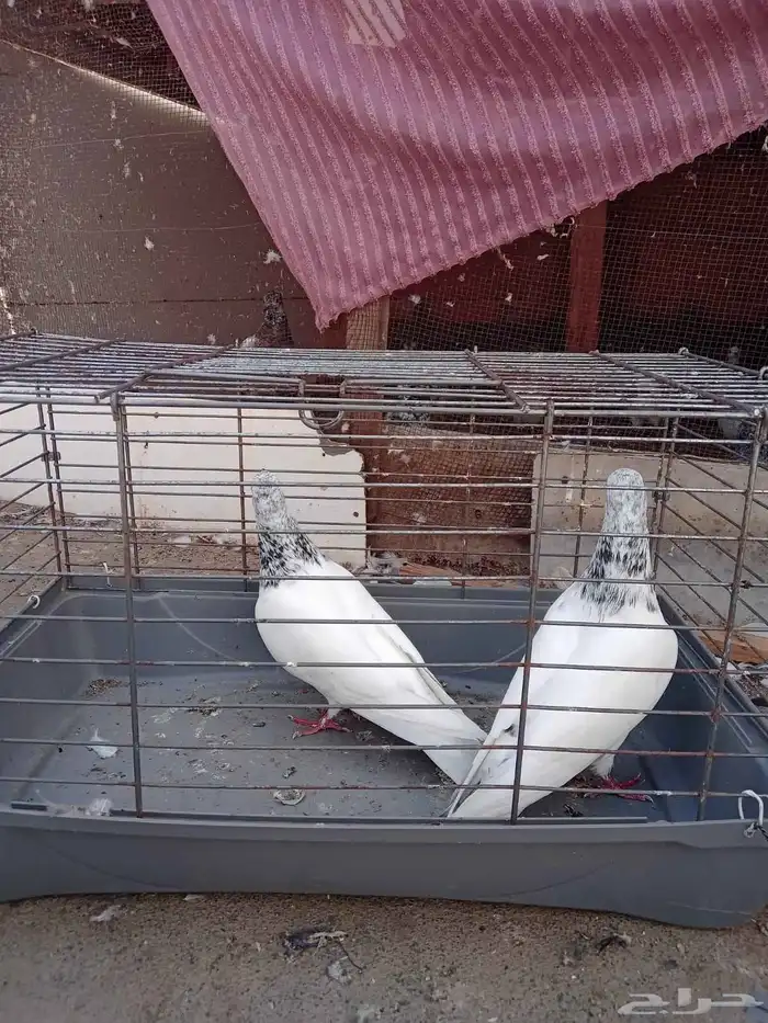 زوج باكستاني و 3 فارايد ذكرين واحد لاكا وواحد رام ذكر قطيفي 2