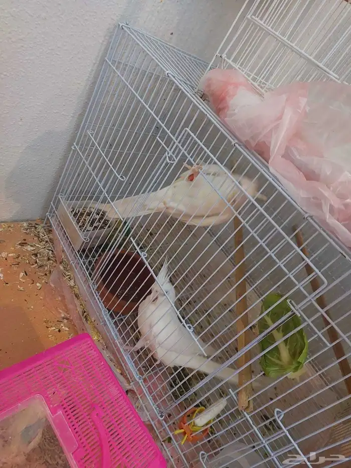 زوج كروان البينو مع فروخه لايفوتكم شي فاخر من الاخر ومميززز 0