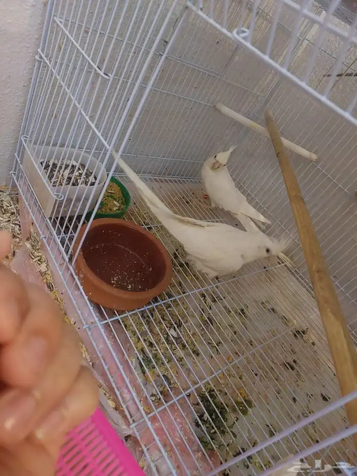 زوج كروان البينو مع فروخه لايفوتكم شي فاخر من الاخر ومميززز 4