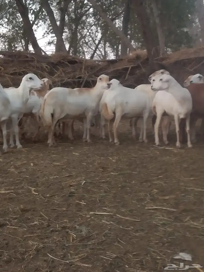 ضان رفيديات قرايب دفيع على شرط وشك الولاده وسن وديس وجرم ماش 1