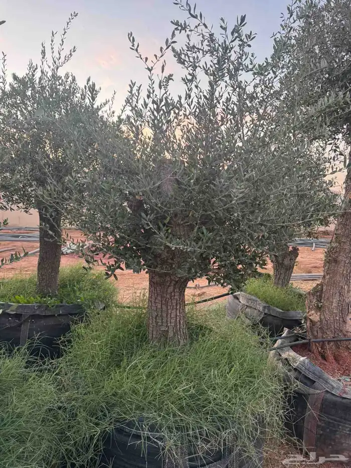 اشجار زيتون معمره جميع المقاسات 2