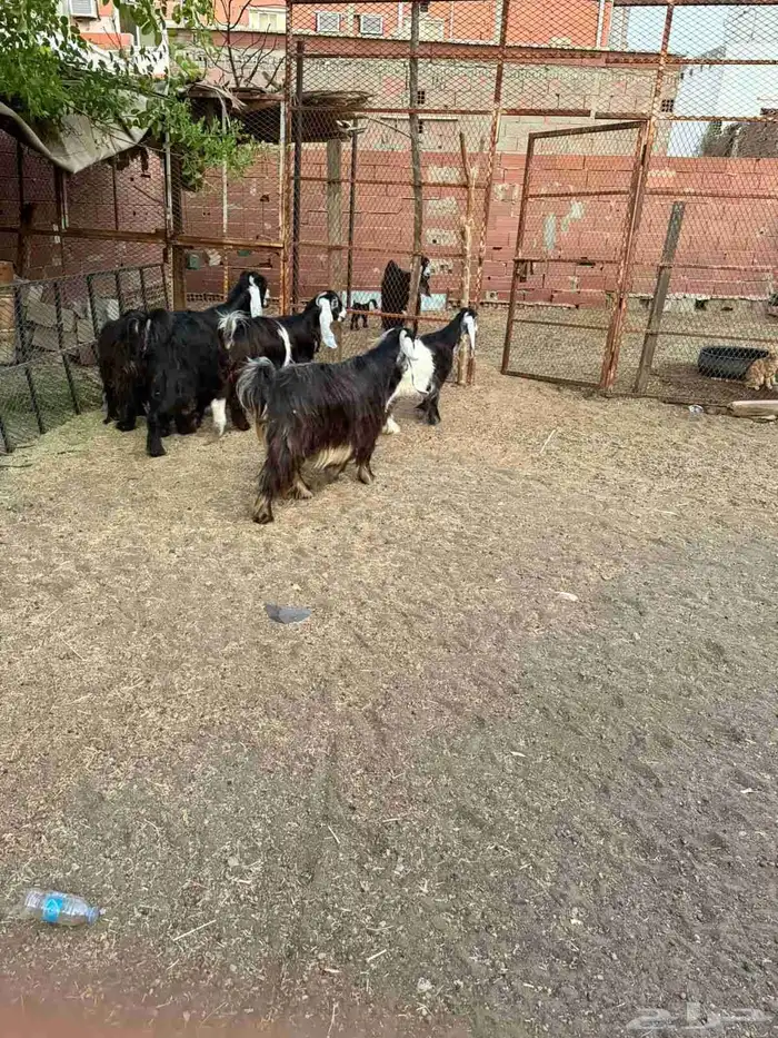 ماعز فاخرة للببع وقريبة ولادة 3