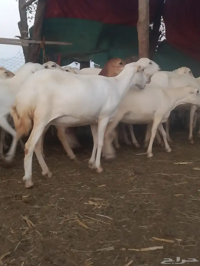 ضان رفيديات قرايب دفيع على شرط وشك الولاده وسن وديس وجرم ماش 3