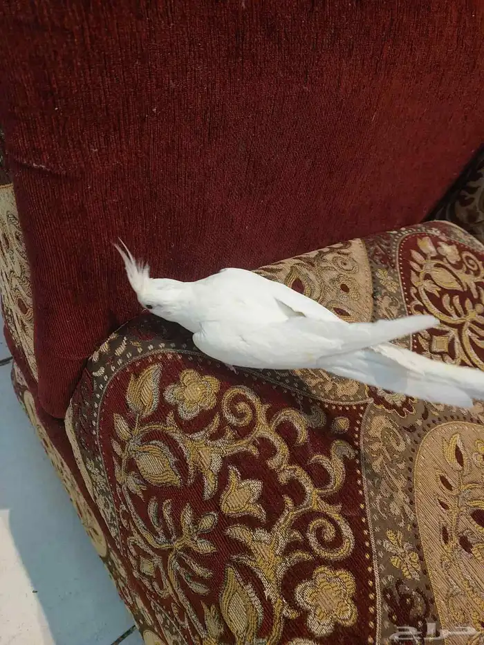 زوج كروان البينو مع فروخه لايفوتكم شي فاخر من الاخر ومميززز 8