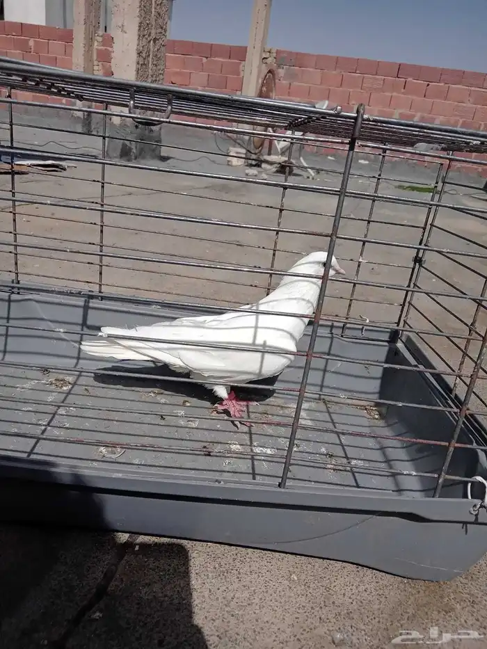 زوج باكستاني و 3 فارايد ذكرين واحد لاكا وواحد رام ذكر قطيفي 8