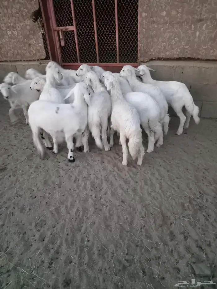 17رخل شرط وشعره ونظافه ومراح واحد 2