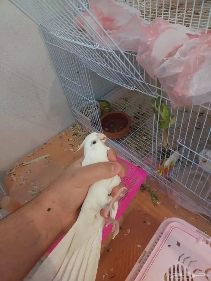 زوج كروان البينو مع فروخه لايفوتكم شي فاخر من الاخر ومميززز 9