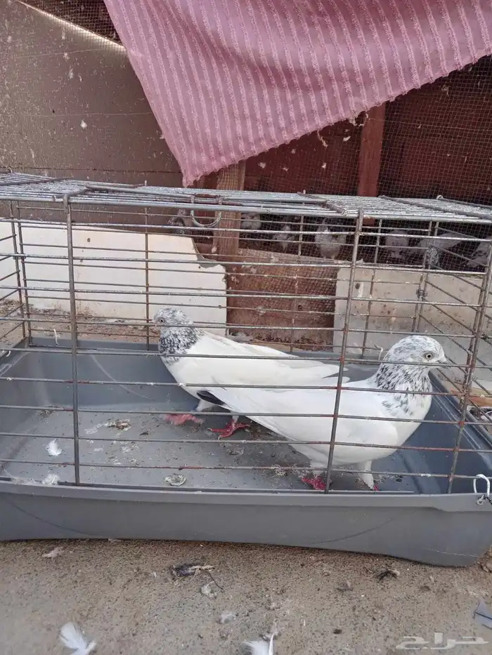 زوج باكستاني و 3 فارايد ذكرين واحد لاكا وواحد رام ذكر قطيفي 1