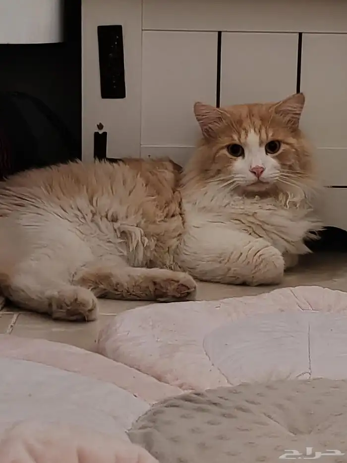 قط شيرازي ذكر ضائع 2