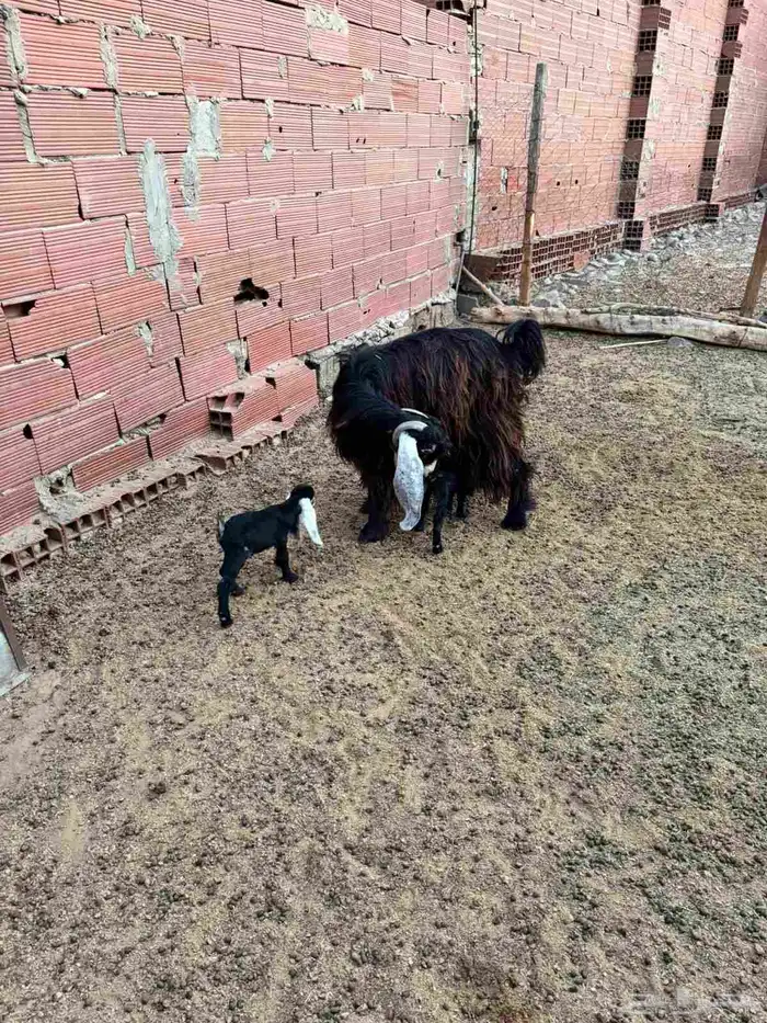 ماعز فاخرة للببع وقريبة ولادة 1