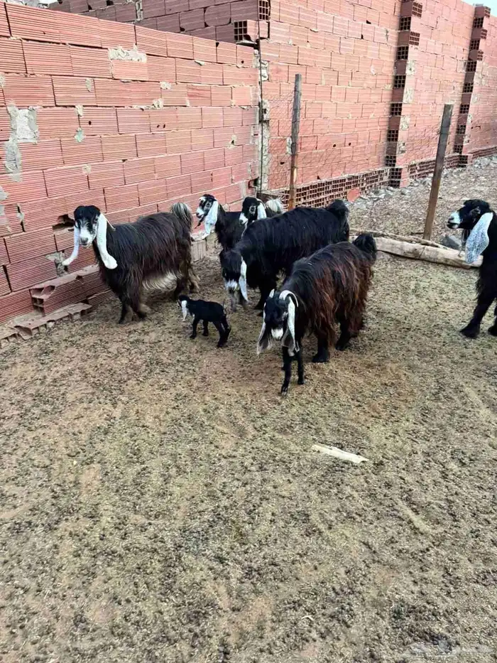 ماعز فاخرة للببع وقريبة ولادة 6