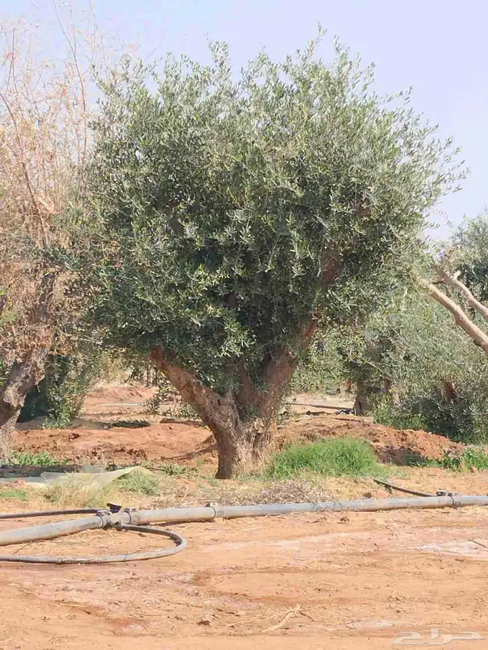 اشجار الزيتون معمره وسغيره جميع المقاسات 16