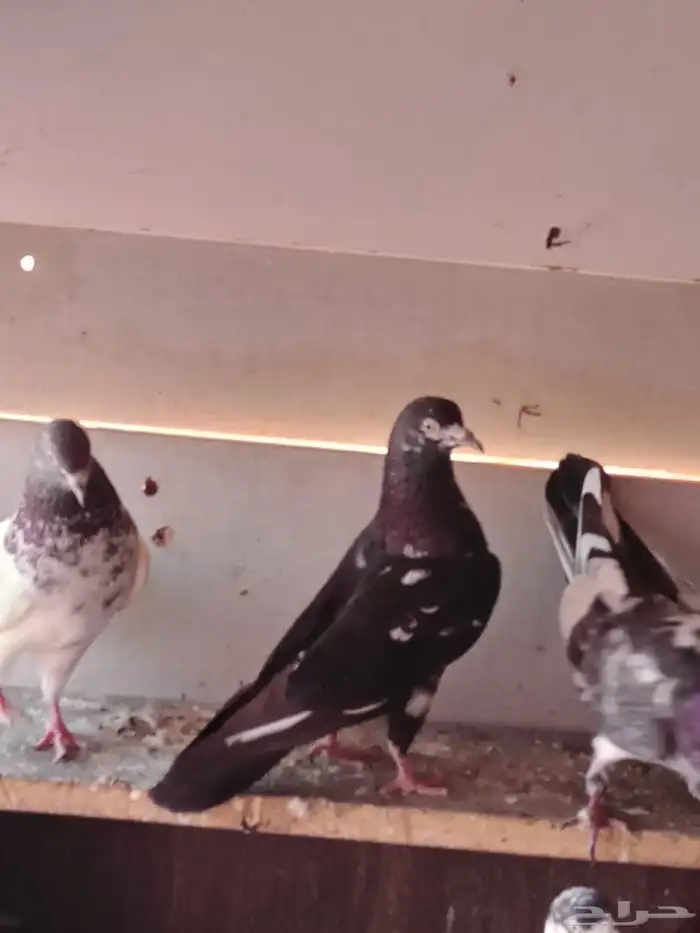 زوج باكستاني و 3 فارايد ذكرين واحد لاكا وواحد رام ذكر قطيفي 4