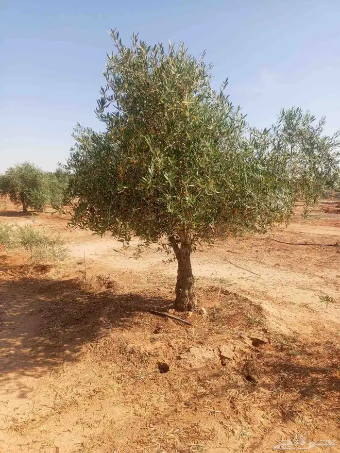اشجار زيتون مثمر جميع المقاسات متوفر 1
