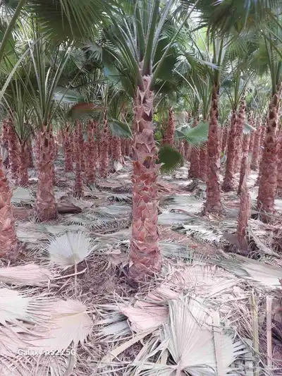 زراعه نخيل واشنطنيا زينه جميع انواع المقاسات index