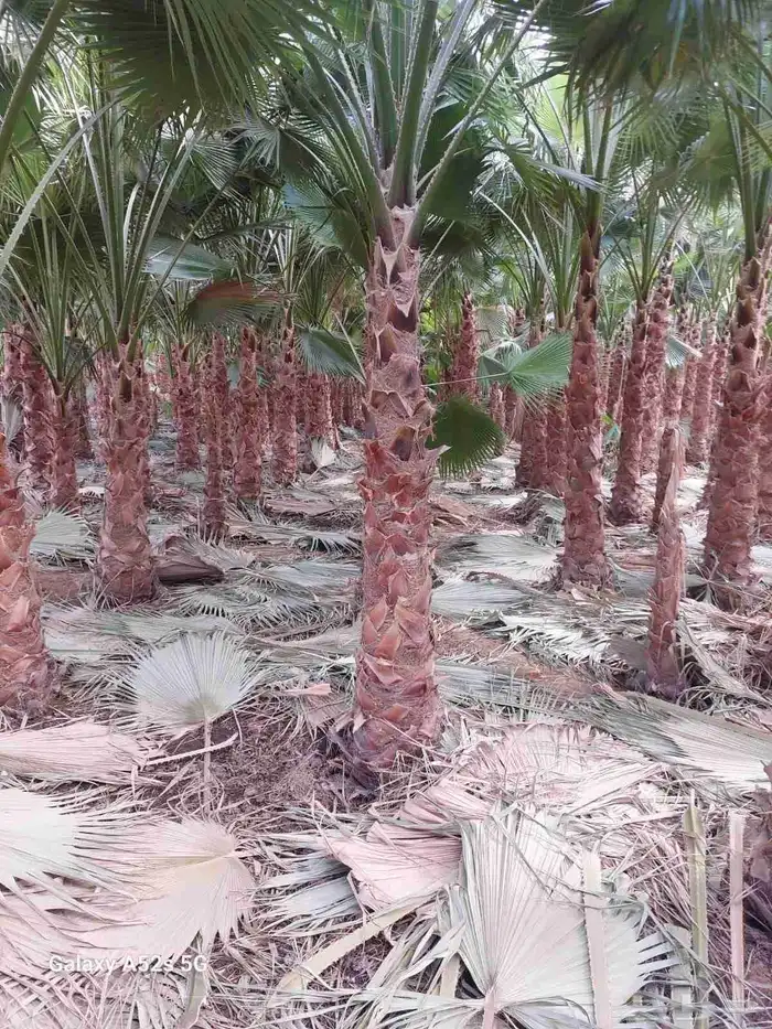 زراعه نخيل واشنطنيا زينه جميع انواع المقاسات 1