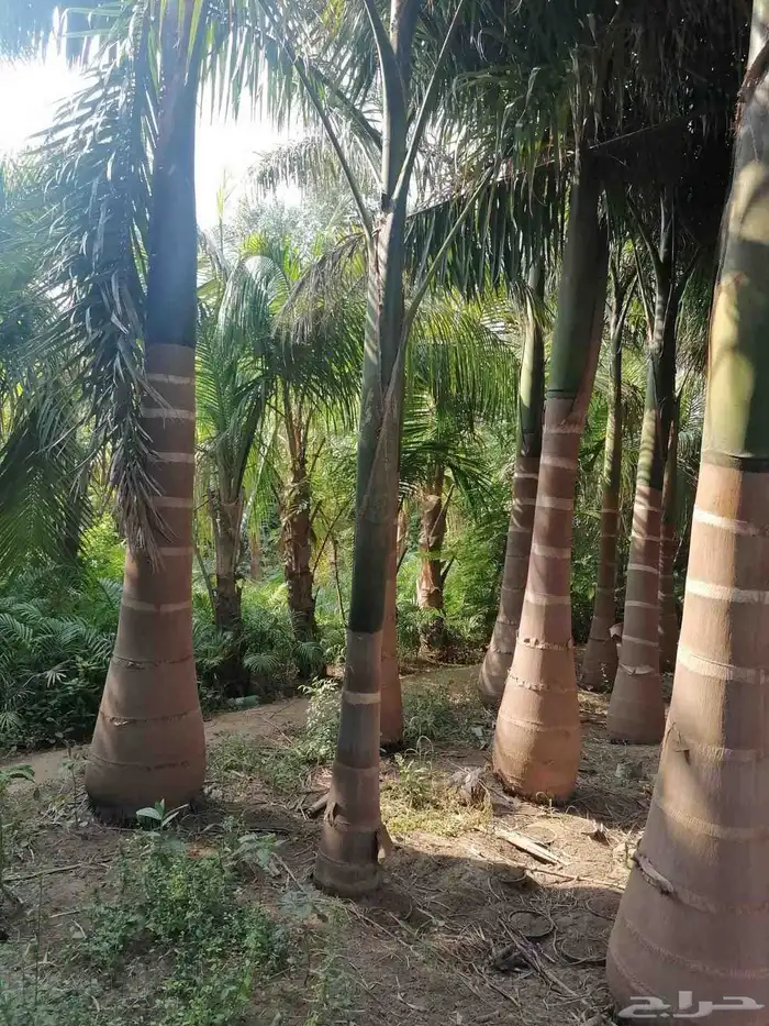 نخل للبيع جميع أنواعه 28