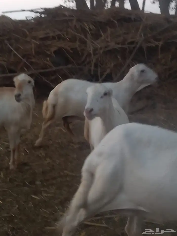 ضان رفيديات قرايب دفيع على شرط وشك الولاده وسن وديس وجرم ماش 12