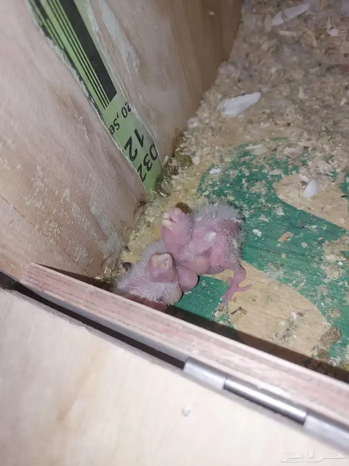 زوج كروان البينو مع فروخه لايفوتكم شي فاخر من الاخر ومميززز 6