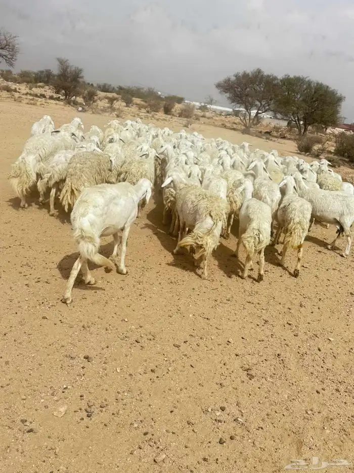 غنم حريه حرش مراح وحد قطعه وحده الغنم منوت القاني 3