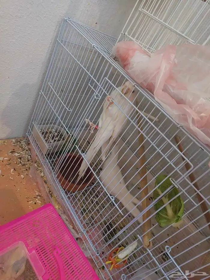 زوج كروان البينو مع فروخه لايفوتكم شي فاخر من الاخر ومميززز 1