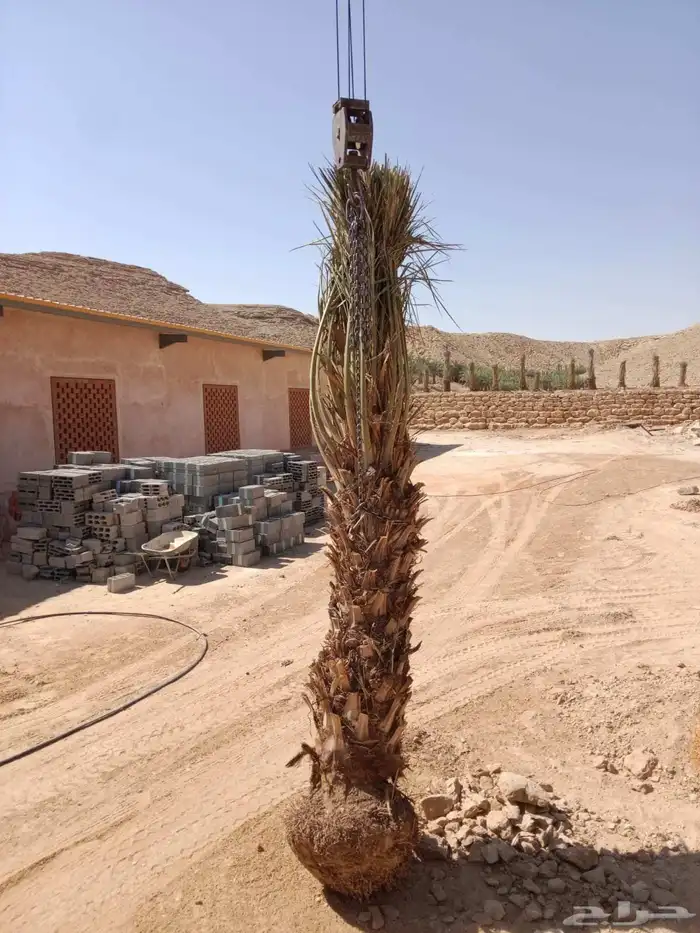 توريد وزراعة جميع انواع النخيل القصيم بريدة 8
