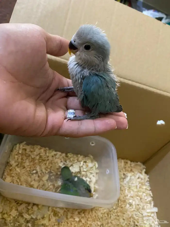 فروخ روز للبيع 0