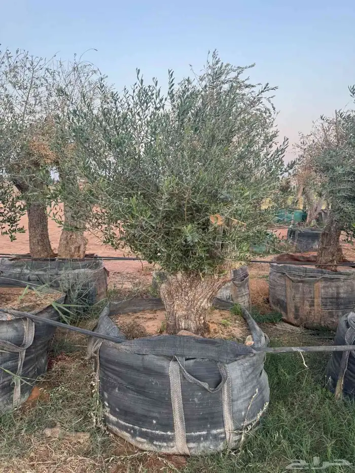 اشجار زيتون معمره جميع المقاسات 0