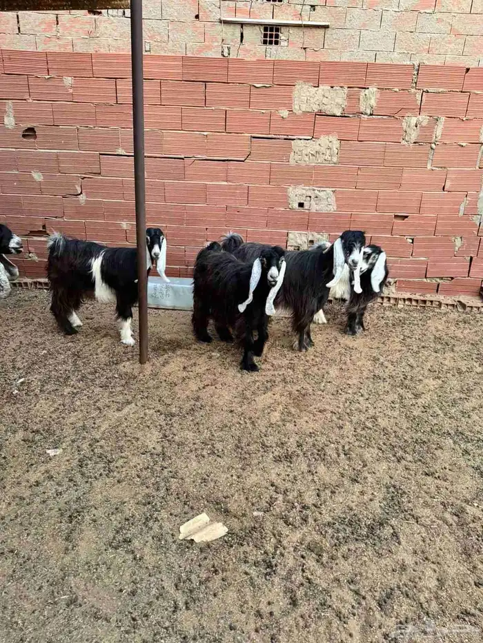 ماعز فاخرة للببع وقريبة ولادة 9