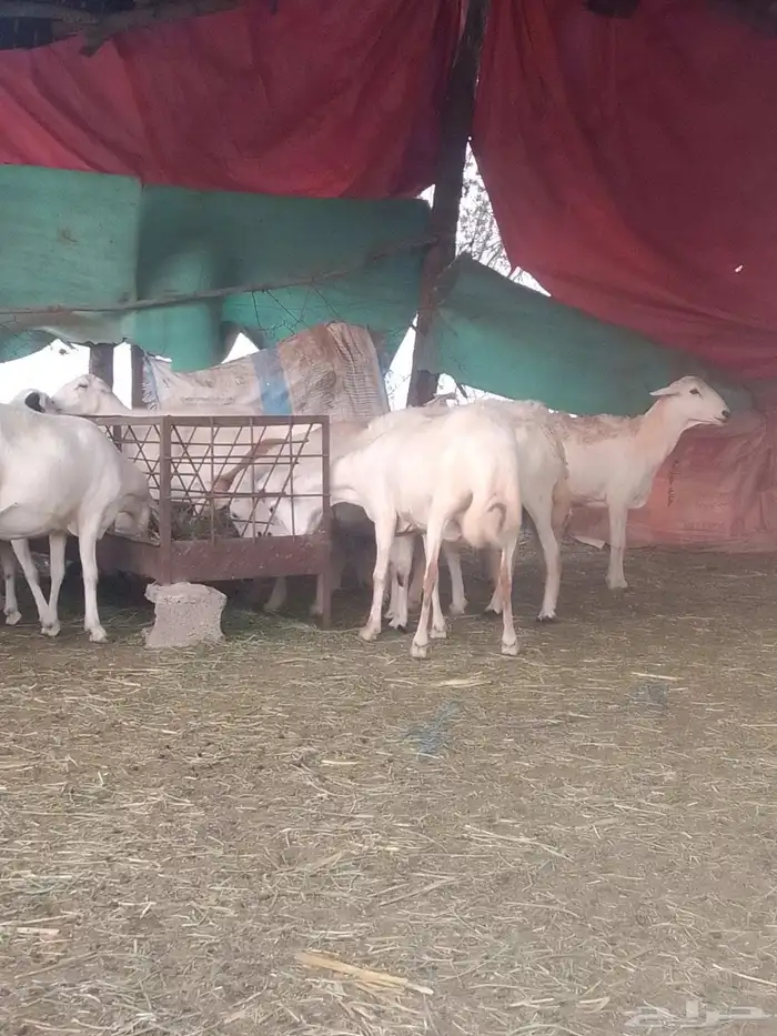 ضان رفيديات قرايب دفيع على شرط وشك الولاده وسن وديس وجرم ماش 8