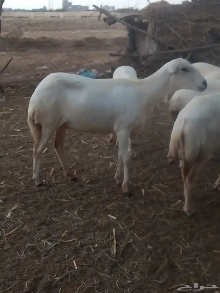 ضان رفيديات قرايب دفيع على شرط وشك الولاده وسن وديس وجرم ماش 11